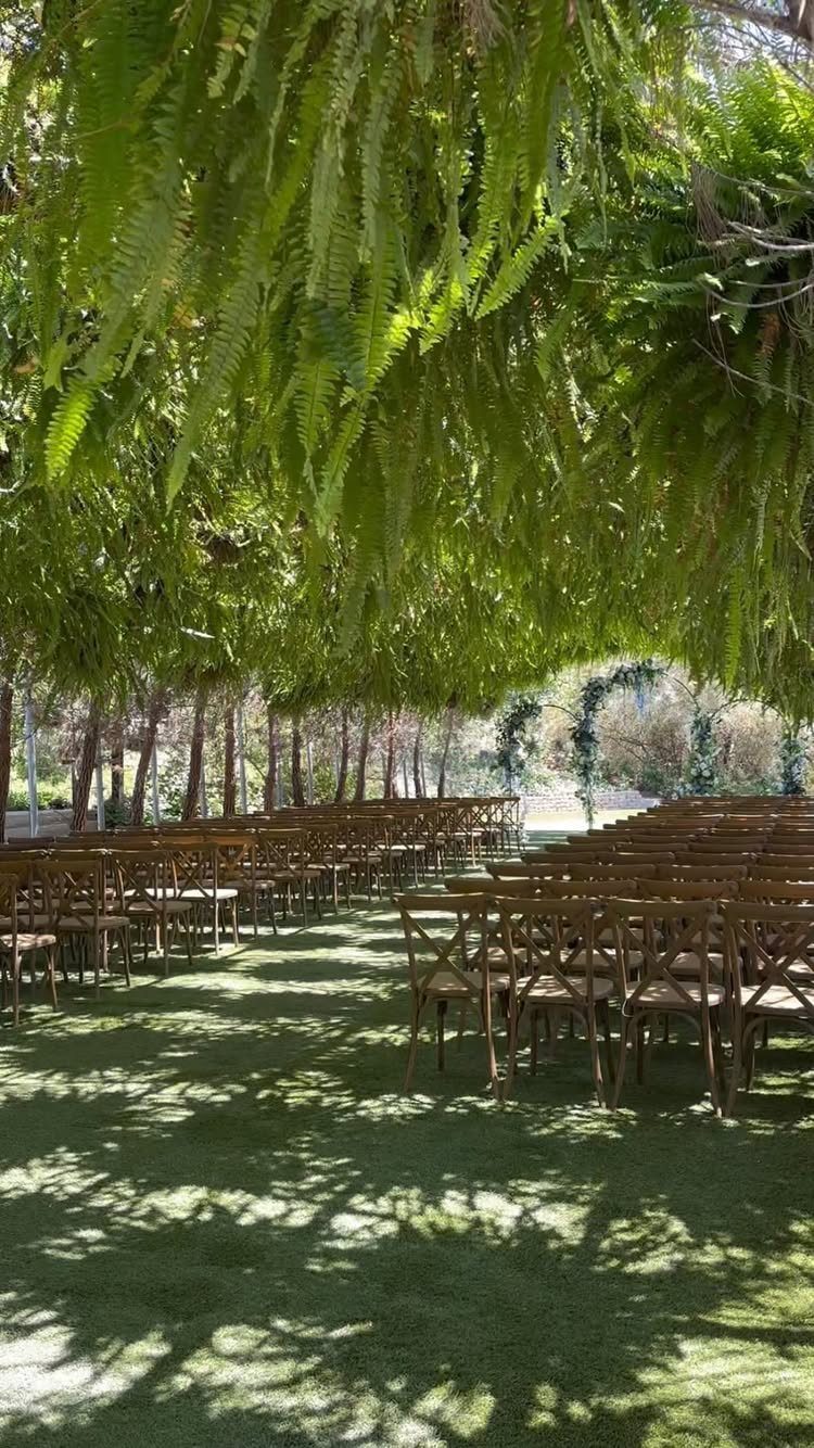 Wooden chairs arranged for a wedding ceremony under a dense canopy of hanging ferns.